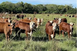 Corrientes en alerta: Santo Tomé refuerza la seguridad en la frontera por los ataques de cuatreros de Brasil