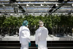 Coca-Cola podría sumergirse en el mercado de bebidas de cannabis