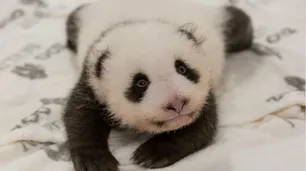 Dos ositos panda estrenan cama porque logran dejar la incubadora
