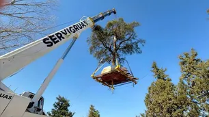 Villa Allende: para la Municipalidad el traslado del quebracho fue "impecable"