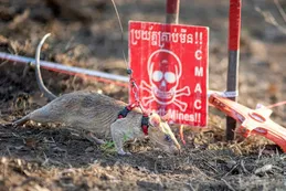 Quién es el ratón que logró un record guinness tras detectar 109 minas terrestres en Camboya