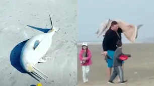 Repudio: pescó en Mar del Tuyú un delfín en peligro de extinción y se lo llevó en una frazada