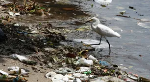 Para 2025, por cada tres toneladas de peces en el mar habrá una de plástico