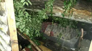 Un hombre murió tras ser aplastado por un árbol en su casa de La Plata