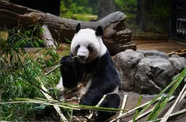 Japón se queda sin pandas tras 54 años: los últimos ejemplares regresaron a China