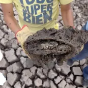 Una familia rescató a más de 70 tortugas de una laguna "casi seca" en Corrientes