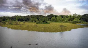 Controlan el incendio en la Reserva Ecológica de Costanera Sur