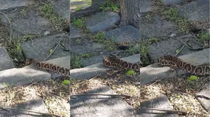 Denuncian la presencia de yararás venenosas detrás de Ciudad Universitaria y Costanera Sur: ¿qué hacer y como evitarlas?