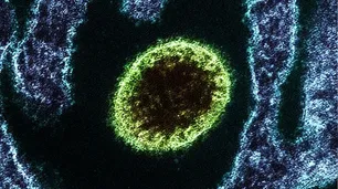 La sombra del Nipah: India contiene un brote letal mientras Asia levanta muros sanitarios