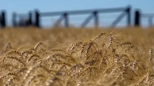 Se moviliza la comercialización de la cosecha récord del trigo: “El desafío era llegar a los mercados externos”