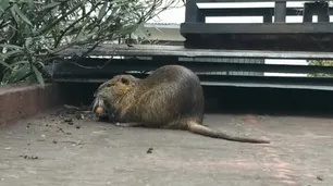 La Boca: apareció un enorme roedor en la terraza de una casa en plena cuarentena