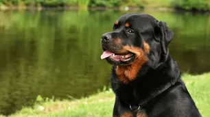 El perro es el mejor amigo y salvavidas del hombre
