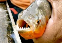 Diez heridos por un nuevo ataque de palometas en Rosario