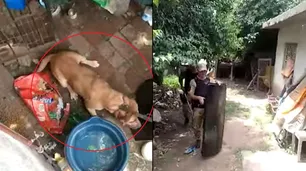 Horror en Córdoba: un pitbull atacó a su dueña y podrían amputarle los brazos