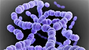 Confirman en Río Negro un sexto muerto por la bacteria del estreptococo
