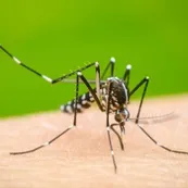 Descubren un mecanismo entre el dengue y otros virus