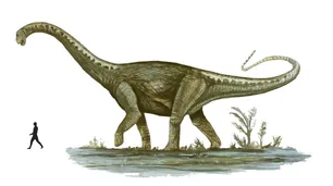 Titanosaurio: dinosaurio hallado en Patagonia podría ser el más grande del mundo