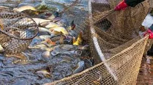 Cuáles fueron los motivos de la temporada récord de calamares