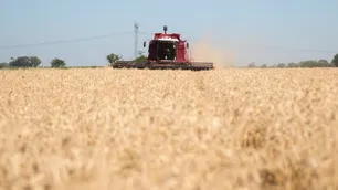 Argentina acordó el inicio de las exportaciones de trigo a China
