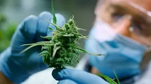Marihuana, hipocresía y consumo