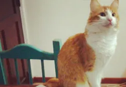 Guerra de mascotas | Apareció un "gato zurdo" para competir con el perro del PRO