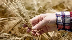 A pesar del clima a favor, proyectan una caída en la siembra de trigo por aumentos en insumos