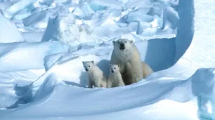 La NASA publicó fotos de los glaciares de Alaska que ya no están