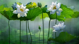 Flores e insectos inspiran a los diseñadores de prótesis médicas