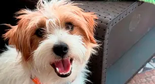 Familia solicita restricción perimetral contra vecino que asesinó a perro de apoyo emocional