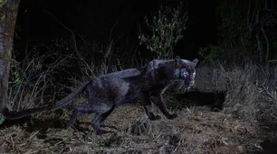 Fotografiaron a un leopardo negro después de 100 años en África