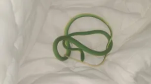 Así reaccionó una mujer que encontró una serpiente en la cama de su habitación de hotel