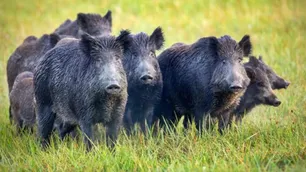 La Pampa: se habilitó la caza deportiva de jabalíes con perros