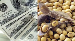 Impacto de la sequía en la soja y el maíz: la merma en la producción equivaldría a u$s 5.000 millones