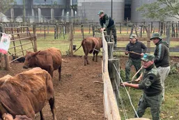 Falsa denuncia: fingió el robo de 150 vacas para tapar un millonario contrabando de ganado