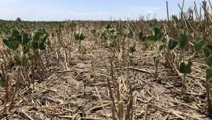 El Banco Mundial enciende las alarmas de sequía para el campo en Argentina