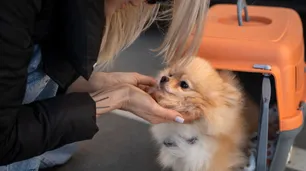 Las “Niñeras de Vuelo” facilitan el viaje con mascotas