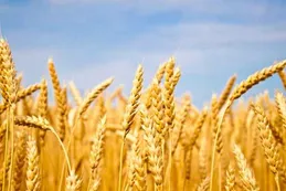 Fuerte caída de las exportaciones de trigo al Sudeste Asiático