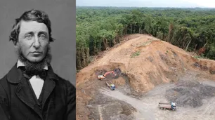 Thoreau y la tragedia de la desforestación