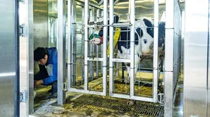 Investigadores buscan reducir el metano que emiten las vacas