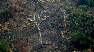 El cuidado de la Amazonia es una responsabilidad global