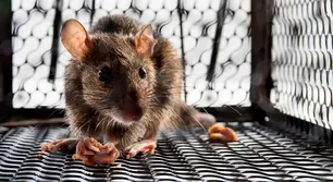 Leptospirosis en Córdoba: murió un hombre y otra persona está grave