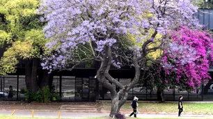 El florecimiento de los jacarandás tiñó la Ciudad de violeta en noviembre