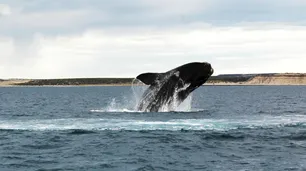 Ya hay ballenas en Península Valdés, pero sin turistas para recibirlas