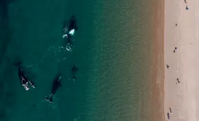 El porqué del comportamiento de las ballenas francas que regresan todos los años a Puerto Madryn y Península Valdés