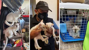 Escalofriante caso en Villa Crespo: reclutaba gatos y los metía en el freezer para después cocinarlos
