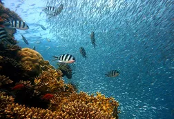 Los arrecifes de coral están al borde del colapso por el calentamiento global, advierte un nuevo informe internacional