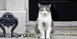 "Larry", el gato de Downing St: esquiva crisis, vivió con 4 primeros ministros y espera al quinto