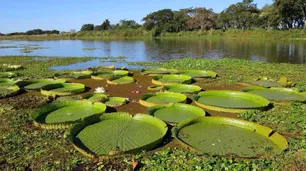 Misiones, una nueva esperanza para concretar la Ley de Humedales