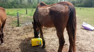 Cuadreras de la muerte: obligaron a un caballo a correr herido y lo remataron de un tiro