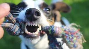 Descubren cuál es la raza de perro que más muerde a los niños